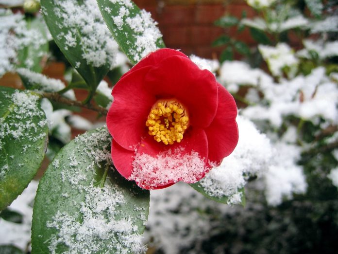 Neve a primavera. Fiore sotto la neve