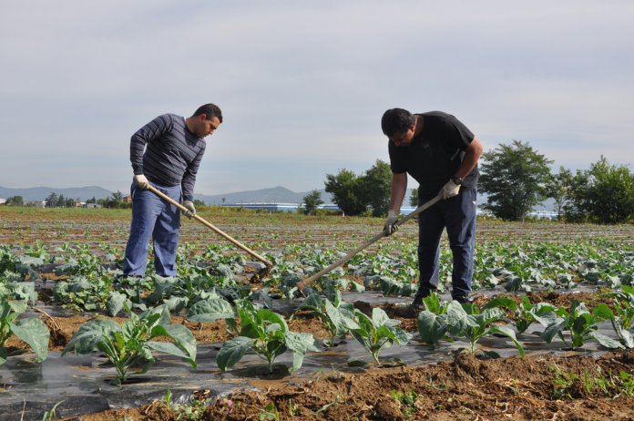 Persone che lavorano la terra in un campo coltivato a verdure