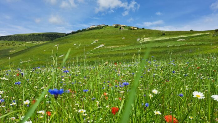 In primo piano la fioritura al Pian Grande a castelluccio di Norcia, sullo sfondo il borgo di Castelluccio