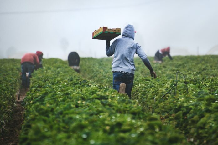 immigrati al lavoro nei campi