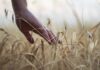 una mano tocca le spighe di un campo di grano illuminato dal sole, in primo piano