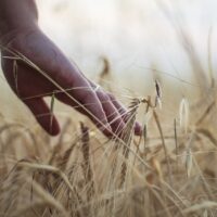 una mano tocca le spighe di un campo di grano illuminato dal sole, in primo piano