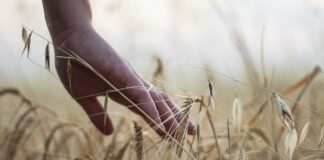 una mano tocca le spighe di un campo di grano illuminato dal sole, in primo piano