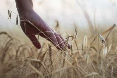 una mano tocca le spighe di un campo di grano illuminato dal sole, in primo piano